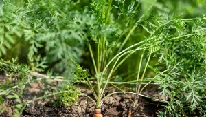 Jeśli marchew słabo rośnie, jest krzywa, zaczyna pękać, to znak, że nie ma odpowiednik warunków.