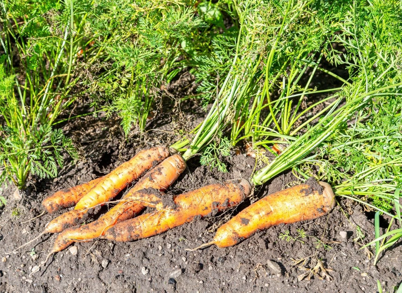 Regularne przerywanie marchewki poprawia jakość plonów
