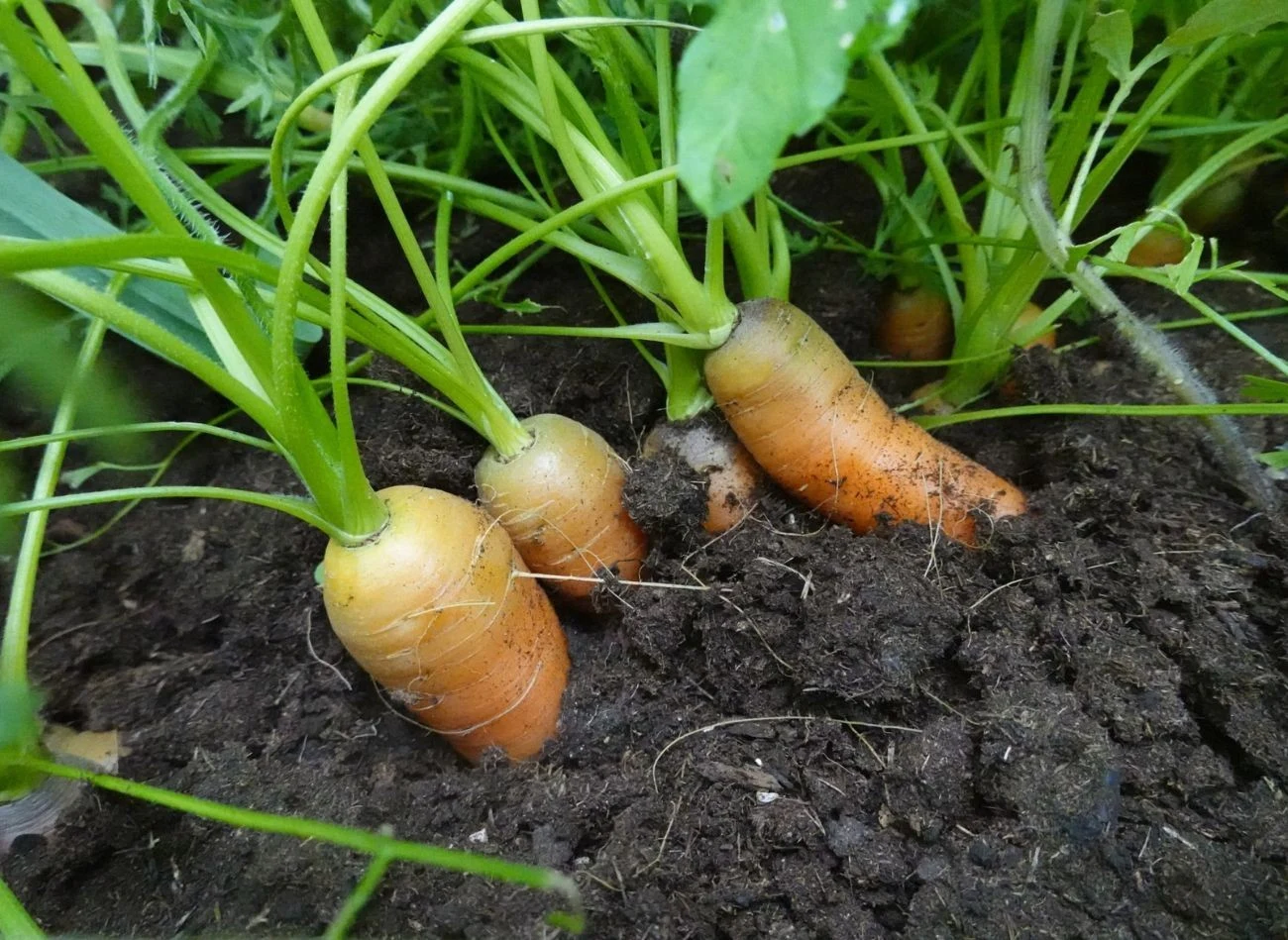 Podstawa to wybór odpowiedniej odmiany marchewki