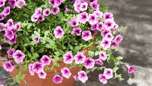 Stres cieplny roślin to szereg reakcji na niekorzystne warunki funkcjonowania - prowadzą do niego np. upalne dni i dłużące się susze w środku gorącego lata.