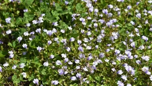 Mazus płożący to niezwykła roślina zadarniająca.