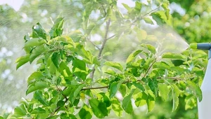 Rozważając użycie naturalnego oprysku z octu, warto dowiedzieć się, jak ocet wpływa na drzewa i krzewy w obrębie twojej uprawy. Zacznij od krótkich testów na niewielkich częściach roślin.