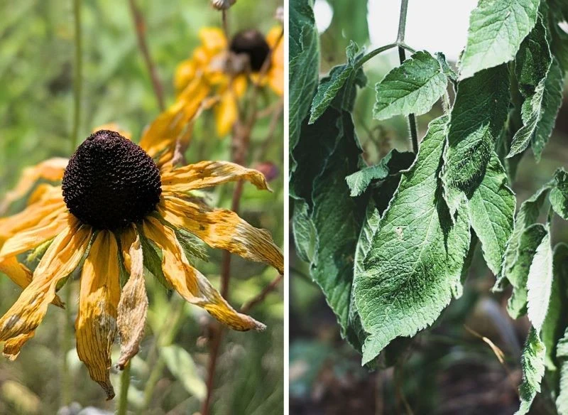 Czynników stresogennych w uprawach jest sporo