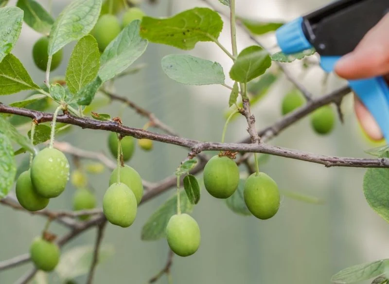 Oprysk z octu można wykonać na gałęziach, pąkach kwiatowych, zawiązkach owoców i dojrzewających owocach, zawsze jednak należy pilnować stężenia