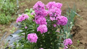 Ile razy trzeba przycinać floksy wiechowate?