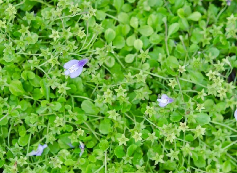 Mazusa rozłogowego możemy pobudzić do kwitnienia, podając mu wiosną dawkę nawozu