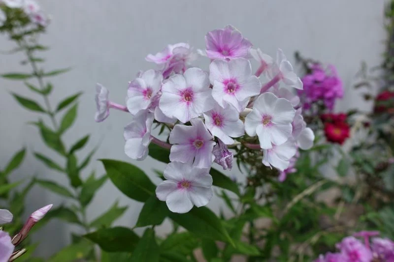 Cięcie płomyków po kwitnieniu pobudza je do wytworzenia nowych pąków