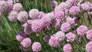 Zawciąg nadmorski – ciekawe odmiany i uprawa