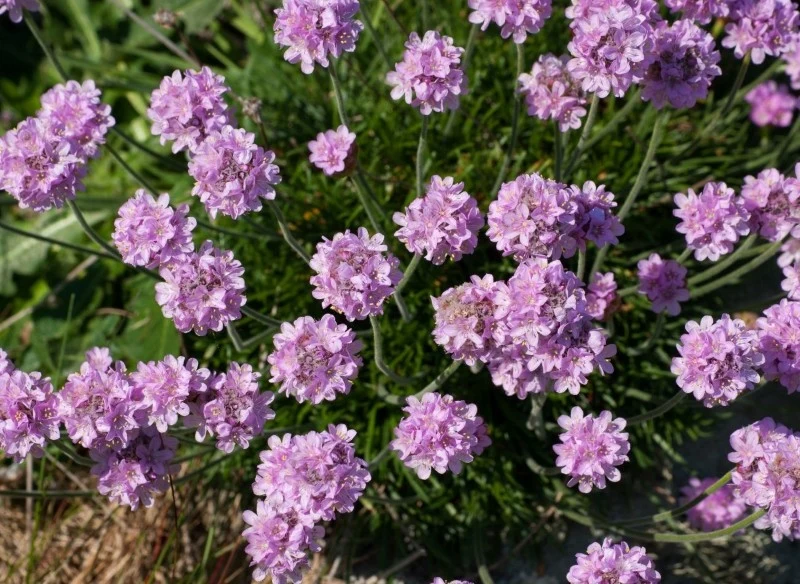 Zawciąg nadmorski wyróżnia się długim kwitnieniem w kolorze białym, różowym, fioletowym lub bordowym