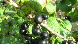 Po owocowaniu porzeczki warto przyciąć. Dzięki temu za rok zbiory będą jeszcze większe.