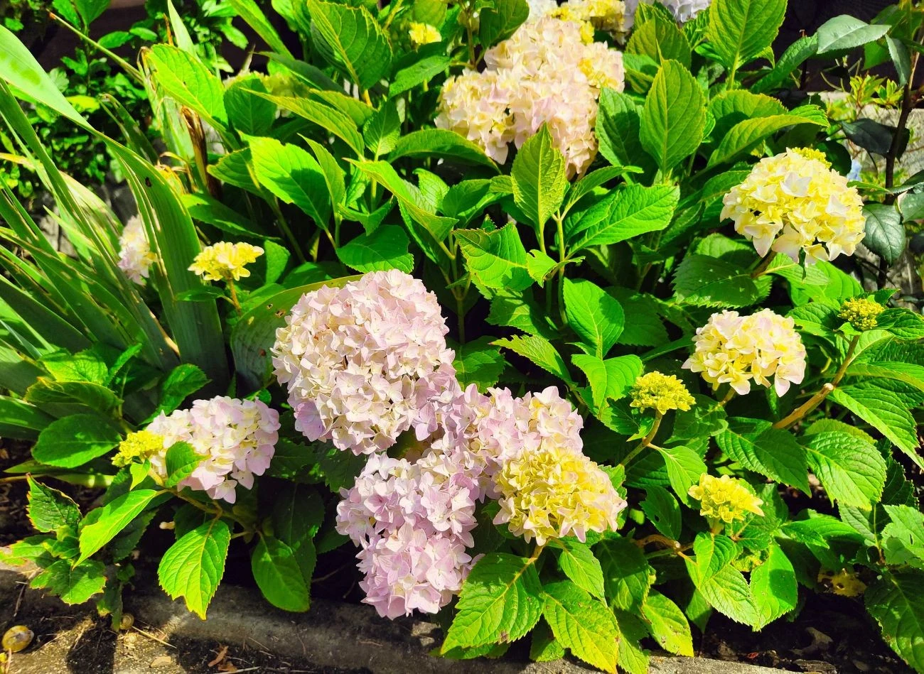 Źle dobrane stanowisko również ma wpływ na kwitnienie hortensji