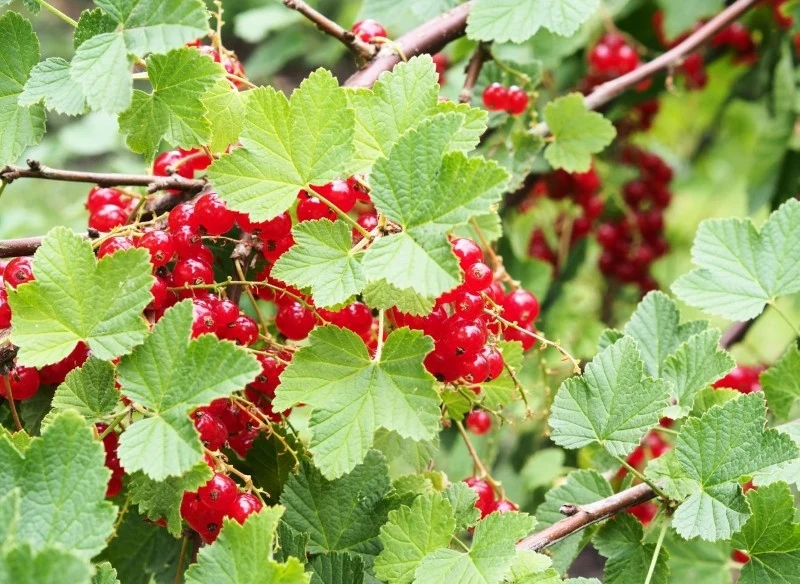 Przycinanie porzeczki po owocowaniu różni się nieco w zależności od jej rodzaju