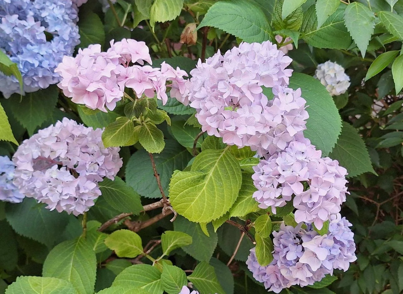 Żeby hortensja obficie kwitła, potrzebuje lekko kwaśnego podłoża