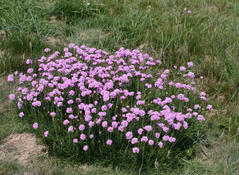 Zawciąg nadmorski najlepiej rośnie w miejscach słonecznych oraz suchym, przepuszczalnym podłożu