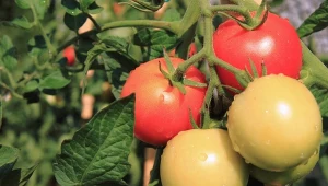 Jak kompostować odpady organiczne bez kompostownika? Potrzebna ci będzie tylko doniczka i sporo obierek do przetworzenia. Zdziwisz się, jakie to proste.