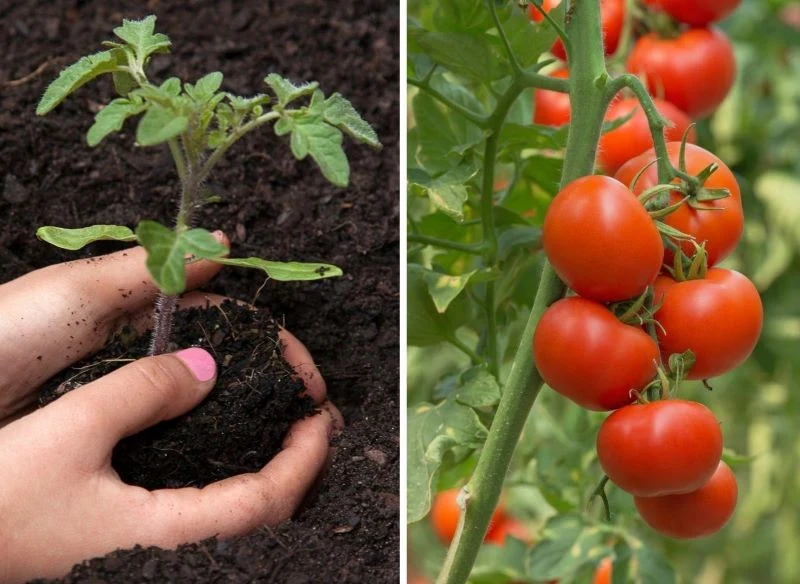 Przy odpowiednim odżywieniu krzaczki pomidora posadzone z niewielkiej sadzonki rozrosną się i wypuszczą dorodne owoce – nie potrzebują syntetycznyc...