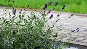 Sprawdź, jak często podlewać lawendę latem.