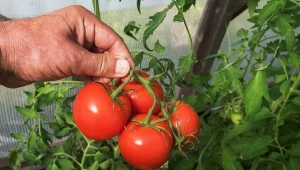 Na smak pomidorów wpływa kilka czynników, zaczynając od odmiany, a kończąc warunkami uprawowymi.