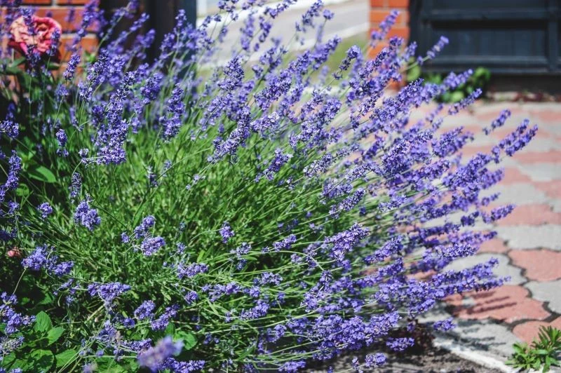 Podczas podlewania lawendy łatwo popełnić błąd