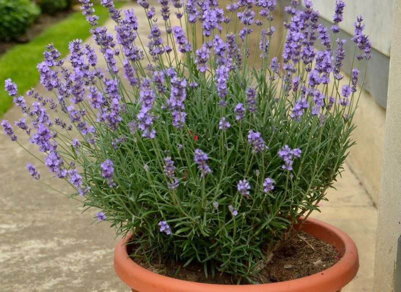 Lawendę w doniczce trzeba podlewać częściej niż tę, która rośnie w ogrodzie