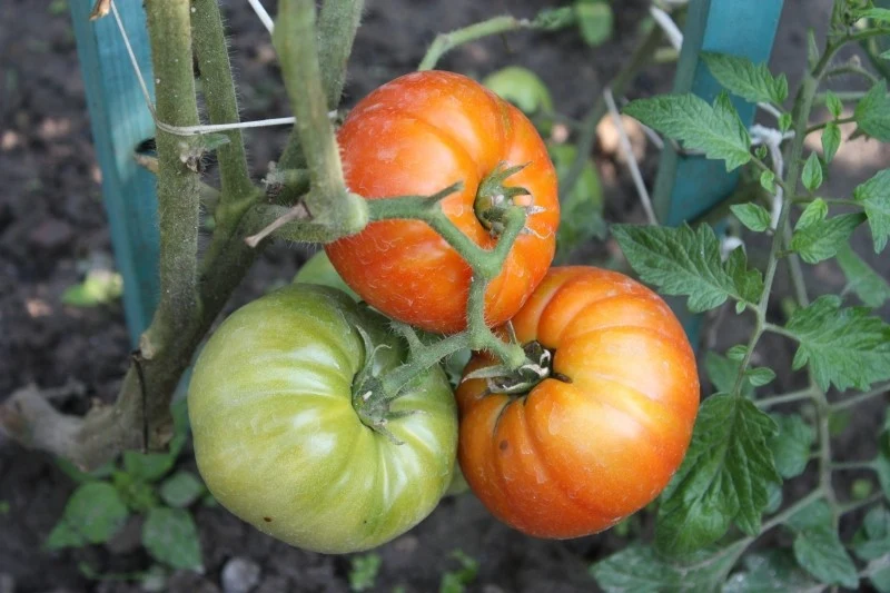 Przygotuj prostą mieszankę, a pomidory będą czerwone, słodkie i soczyste