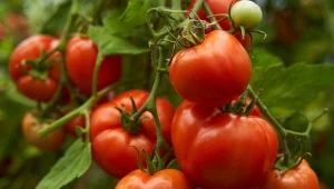 Ochronna zupa na bazie drożdży. Stosuj na pomidory, maliny i seler