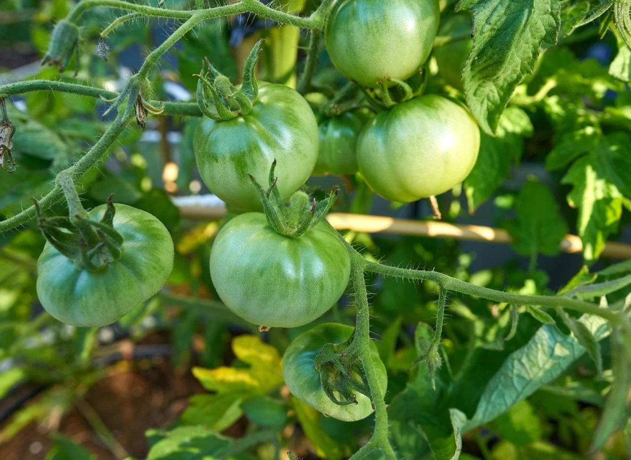 Oprysk z drożdży trzeba stosować na pomidory w określonych porach