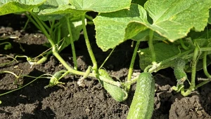 Co sprawia, że ogórki są gorzkie. Jest kilka przyczyn, którym można zapobiec.