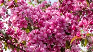 Dlaczego warto uprawiać jabłoń ozdobną? Choćby z uwagi na jej bajkowe ukwiecenie. Tylu kwiatów w jednym miejscu jeszcze nie miałeś.