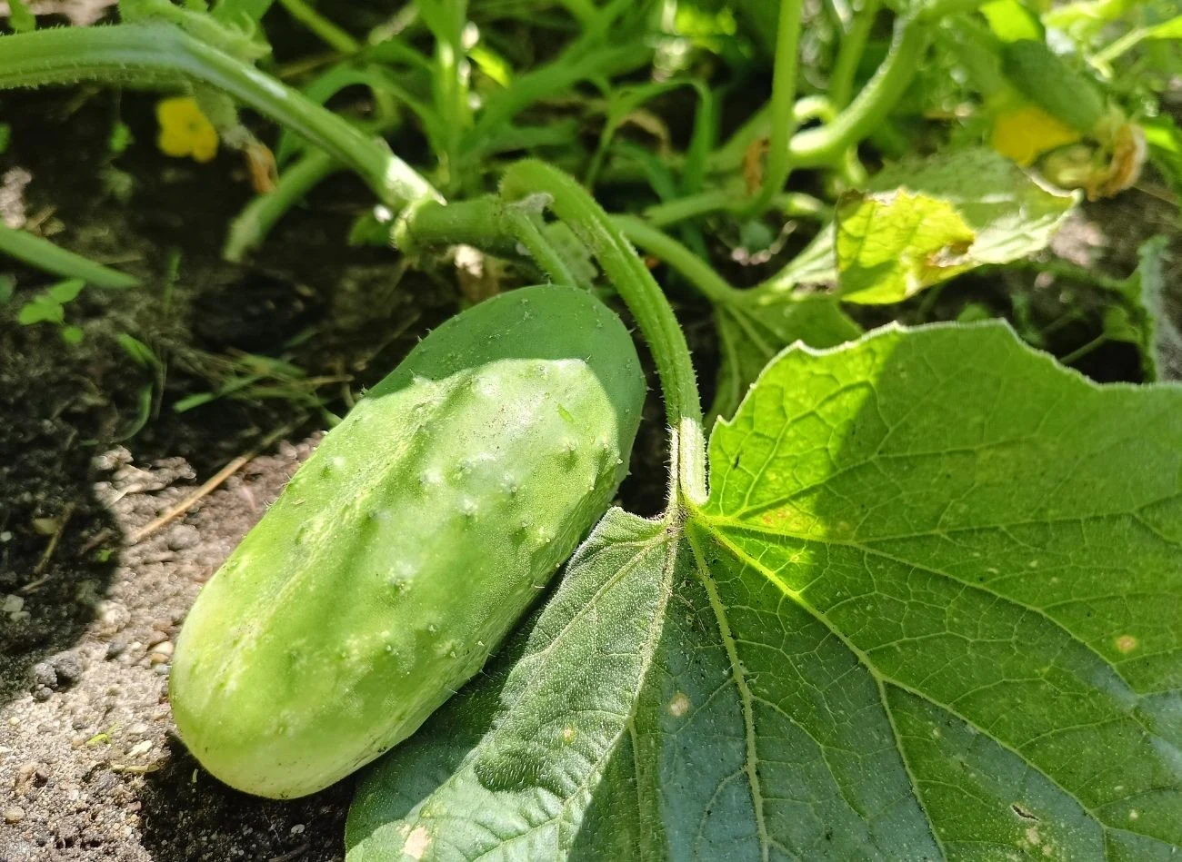 Ogórki mogą gorzknieć, jeżeli nie dostają odpowiedniej ilości składników odżywczych