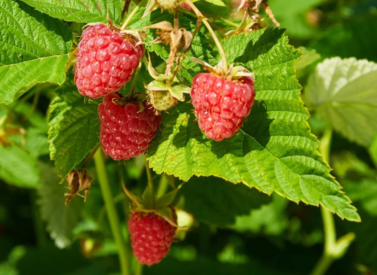 Zupę ochronną na bazie drożdży można też stosować do malin
