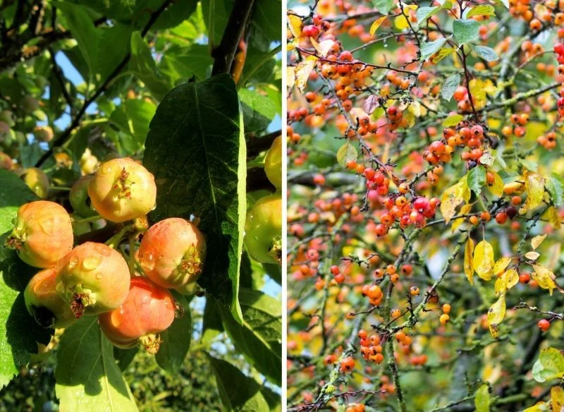 O dekoracyjności jabłoni świadczą zarówno kwiaty, jak i liście oraz dojrzewające owoce