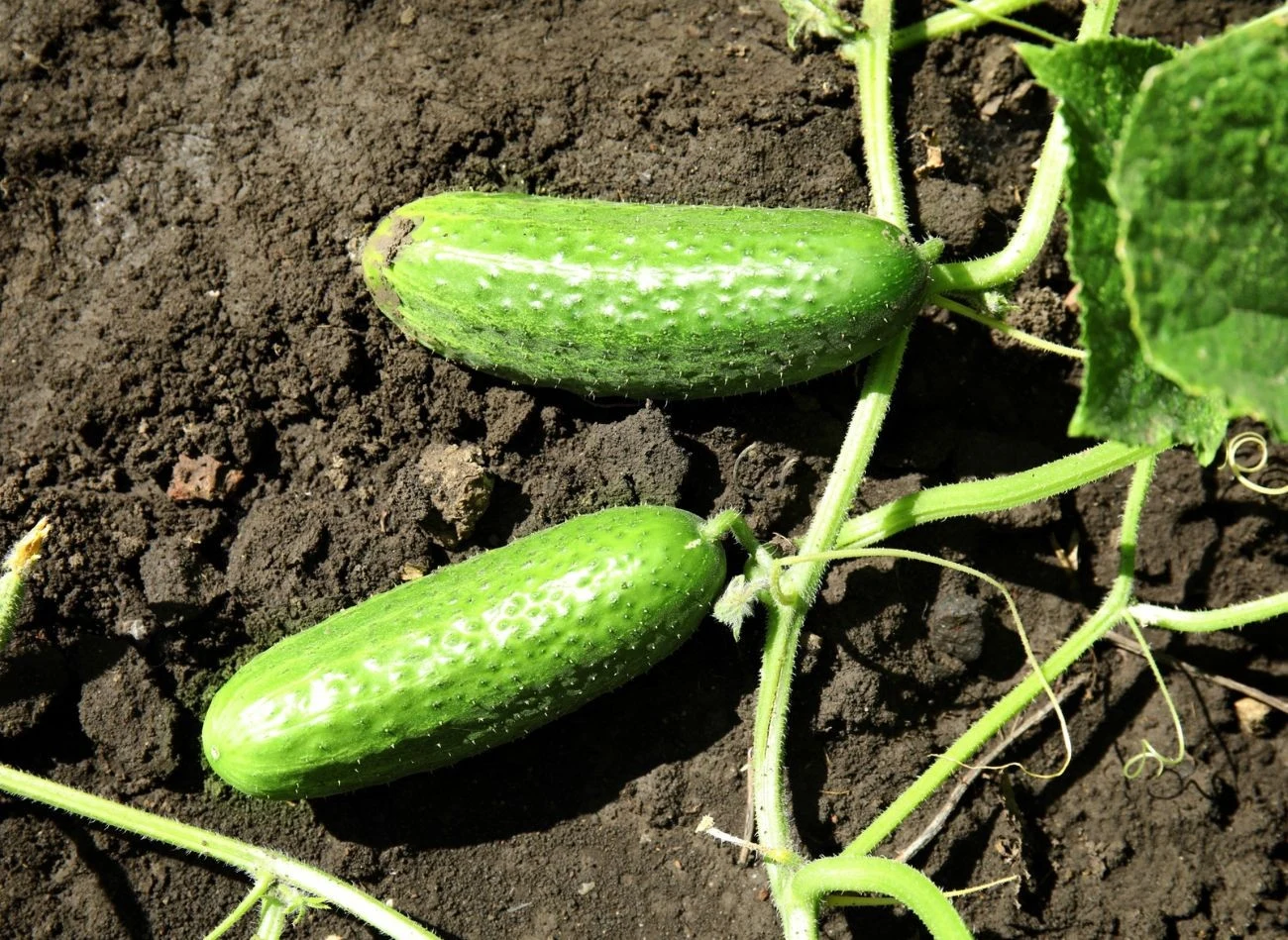 Czy gorzkie ogórki nadają się na przetwory