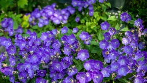 Poznaj najpiękniejsze odmiany dzwonka karpackiego.