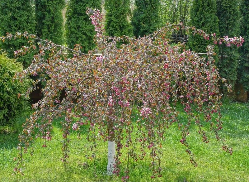 Niektóre odmiany jabłoni rosną niewysokie, jak większe krzewy w ogrodzie, za to ich korona układa się płacząco, dzięki czemu wiosną kwiaty pływają ...