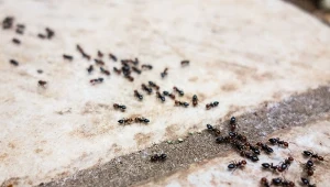 Dlaczego mrówki wchodzą do domu?
