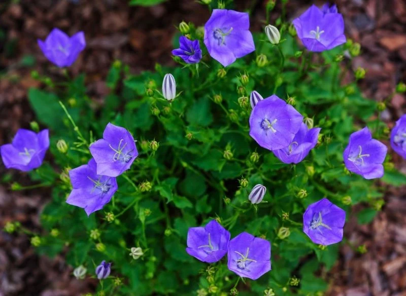Dzwonek karpacki jest rośliną wieloletnią