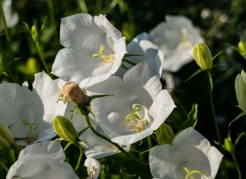 Możemy zdecydować się na jedną z białych odmian dzwonka karpackiego