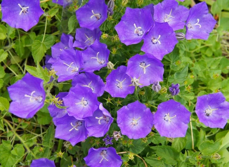 Dzwonek karpacki nie jest trudny w uprawie