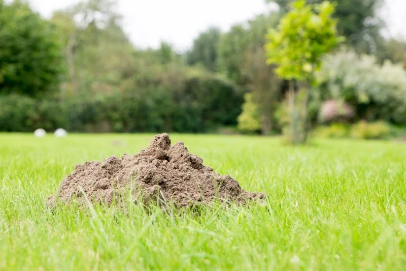 Krety nie lubią intensywnego zapachu psującej się ryby