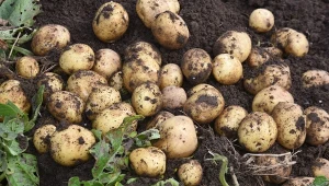 Drutowce to groźne szkodniki, które występują najliczniej w ziemniakach. Jak się ich pozbyć?