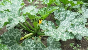 Plamy na liściach cukinii to niekoniecznie oznaka choroby. For. victoriaartwk