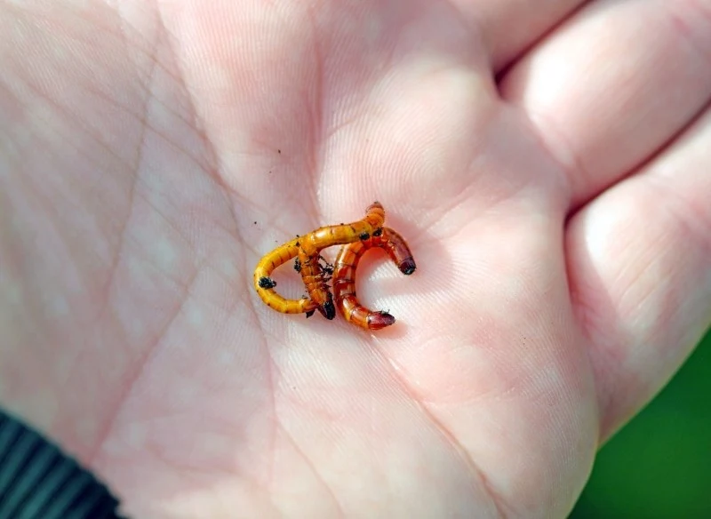 Drutowce niszczą plony ziemniaków, a nawet mogą prowadzić do obumarcia całych roślin