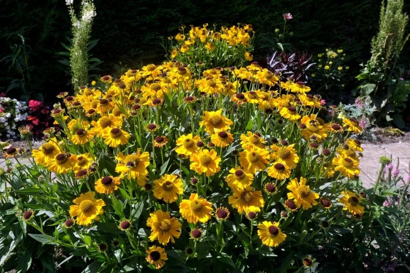 Szukasz rośliny, która będzie kwitnąć przez całe lato