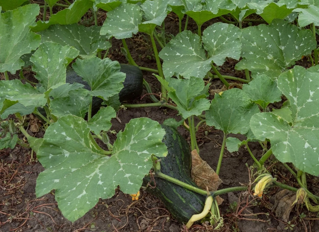 Cukinia ma wiele odmian, których liście mają plamy