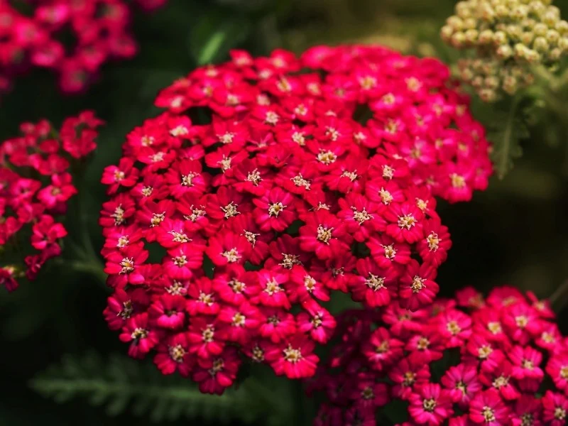 Jak dbać o kwiaty w ogrodzie latem