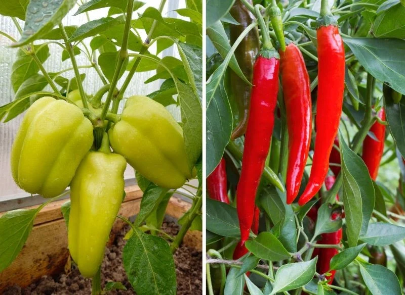Dojrzewających papryk będzie więcej, jeśli w głąb krzaczka dotrze światło, a boczne pędy nie będą kradły cennej energii roślinie