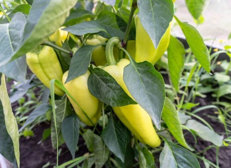 Przycinanie liści dotykających ziemi ochroni roślinę przed bakteriami z gleby oraz zmniejszy ryzyko rozwoju chorób grzybowych przy obfitszym podlew...