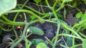 Co podać ogórkom, by mieć udane zbiory? Po tej odżywce plonują jak szalone