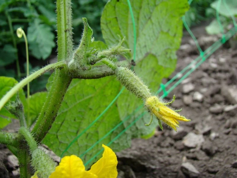 W lipcu o owocujące ogórki trzeba się szczególnie zatroszczyć